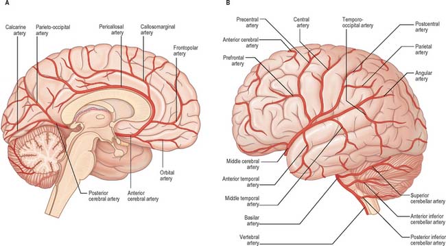 alzheimer arteries profil